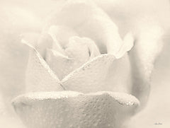LD1988 - White Rose     - 16x12