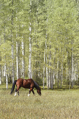 LD2006 - Among the Summer Aspens II - 12x18