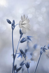 LD2024 - Blue & White Flowers II - 12x18