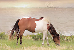 LD2063 - Grazing on Assateague Island - 18x12