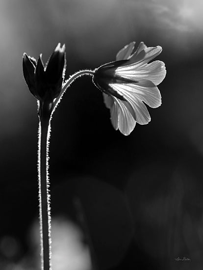 Lori Deiter LD2111 - LD2111 - Black & White Flower - 12x16 Flower, Silhouette, Black & White, Photography from Penny Lane