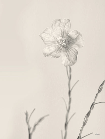 Lori Deiter LD2139 - LD2139 - Faded Flower III - 12x16 Flower, Sketch from Penny Lane