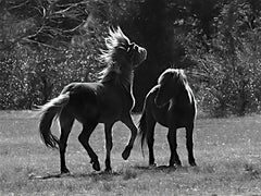 LD2283 - Black & White Assateague Horses - 16x12