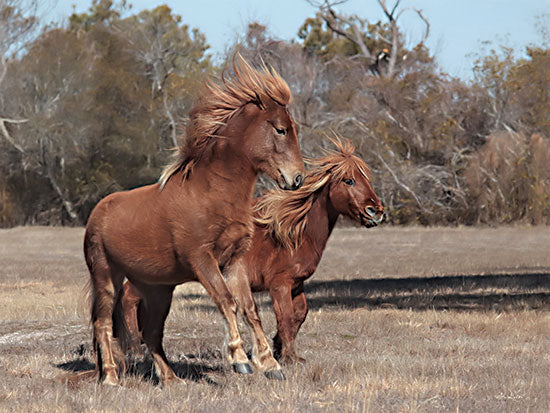 Lori Deiter LD2284 - LD2284 - Assateague Horses I - 16x12 Horses, Assateague Horses, Photography from Penny Lane