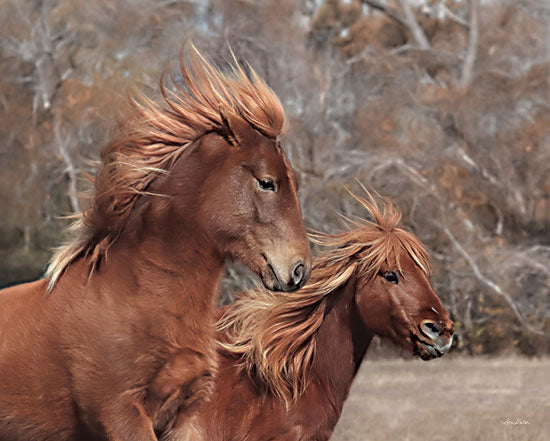 Lori Deiter LD2285 - LD2285 - Assateague Horses II - 16x12 Horses, Assateague Horses, Photography from Penny Lane