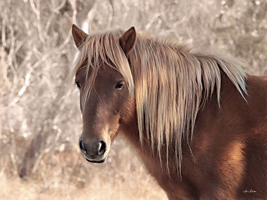 Lori Deiter LD2288 - LD2288 - Assateague Horse   - 16x12 Horse, Assateague Horse, Photography from Penny Lane