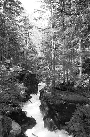 Lori Deiter LD2336 - LD2336 - Avalanche Trail   - 12x18 Avalanche Trail, Trees, River, Photography, Black & White, Landscape from Penny Lane