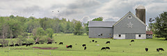 LD2373A - Grazing Away - 36x12