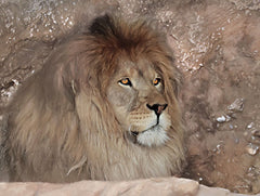 LD2401 - Leo the Lion - 16x12