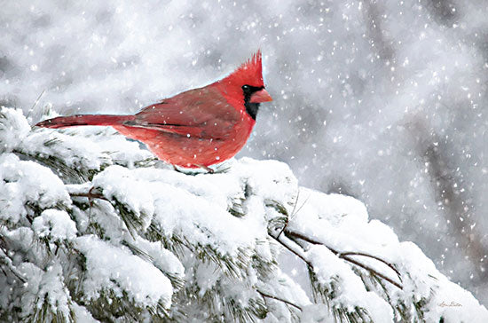 Lori Deiter LD2633 - LD2633 - Winter Cardinal     - 18x12 Cardinal, Birds, Photography, Winter, Snow, Trees from Penny Lane