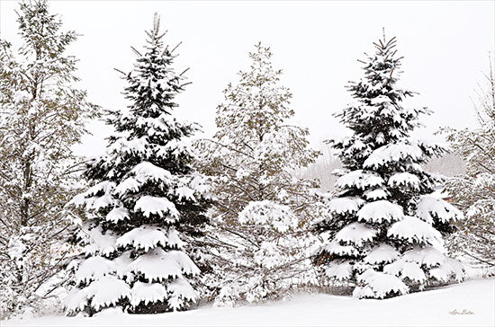 Lori Deiter LD2634 - LD2634 - Snowy Pine Trees      - 18x12 Trees, Winter, Snow, Forest, Photography, Landscape from Penny Lane