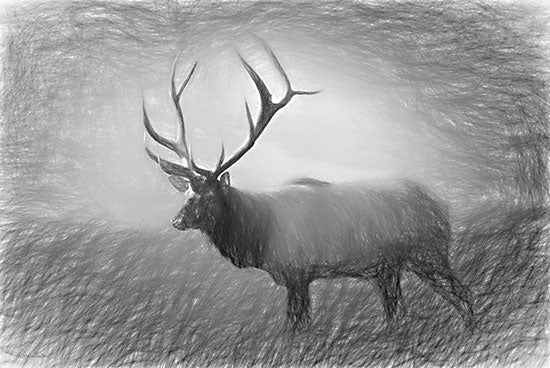 Lori Deiter LD2642 - LD2642 - Bull Elk Sketch   - 18x12 Bull Elk, Animals, Forest, Photography, Black & White from Penny Lane