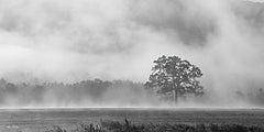 LD2654 - Old Oak in Fog - 18x9