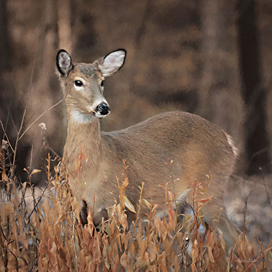 Lori Deiter LD2685 - LD2685 - Whitetail Deer - 12x12 Photography, Deer, Whitetail Deer from Penny Lane