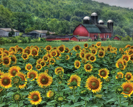 Lori Deiter LD275C - LD275C - Sunflower Farm - 16x12 Farm, Barn, Sunflowers, Sunflower Field, Landscape, Silos, Trees, Photography, Autumn from Penny Lane