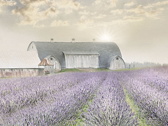 Lori Deiter LD2772 - LD2772 - Lavender Morning - 16x12 Lavender, Lavender Field, Morning, Farm, Barn, Herbs, Photography from Penny Lane