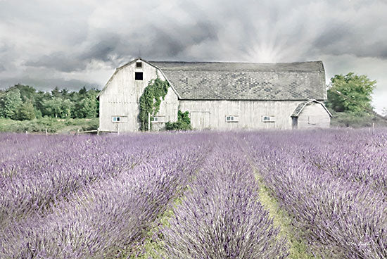 Lori Deiter LD2773 - LD2773 - Shades of Lavender and Gray - 18x12 Lavender, Lavender Field, Morning, Farm, Barn, Herbs, Photography from Penny Lane