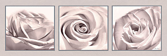Lori Deiter LD2793A - LD2793A - Pale Rose Trio - 36x12 Photography, Roses, Pink Roses, Flowers, Triptych from Penny Lane