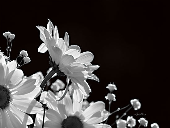 Lori Deiter LD2795 - LD2795 - Love as Long as You Live - 16x12 Photography, Flowers, Daisies, Black & White from Penny Lane