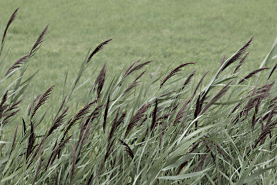 Lori Deiter LD2805 - LD2805 - Wispy Grass - 18x12 Photography, Grass, Weeds, Landscape from Penny Lane