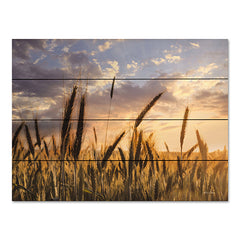 LD2811PAL - Summer Field - 16x12