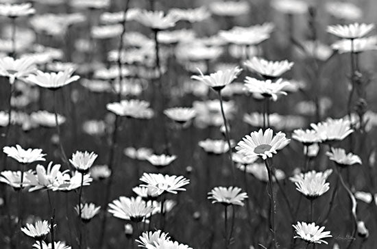 Lori Deiter LD2813 - LD2813 - Daisy Dreams - 18x12 Photography, Daisies, Field of Daisies, Black & White, Flowers from Penny Lane