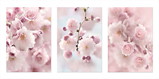 Lori Deiter LD2825 - LD2825 - Weeping Cherry Trio - 18x9 Cherry Blossom, Cherry Trees, Trees, Spring, Photography, Triptych from Penny Lane