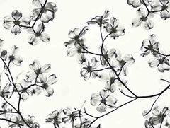 LD2835 - Dogwood Blossom Silhouette - 16x12