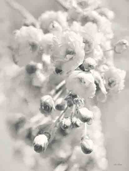 Lori Deiter LD2837 - LD2837 - Painted Blossoms II - 12x16 Flowers, Photography, Black & White, X-Ray Photography from Penny Lane