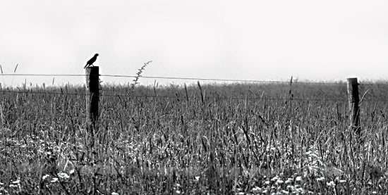 Lori Deiter LD2856 - LD2856 - Country Field - 12x16 Country Field, Photography, Fence, Birds, Black & White, Wildflowers, Landscape from Penny Lane