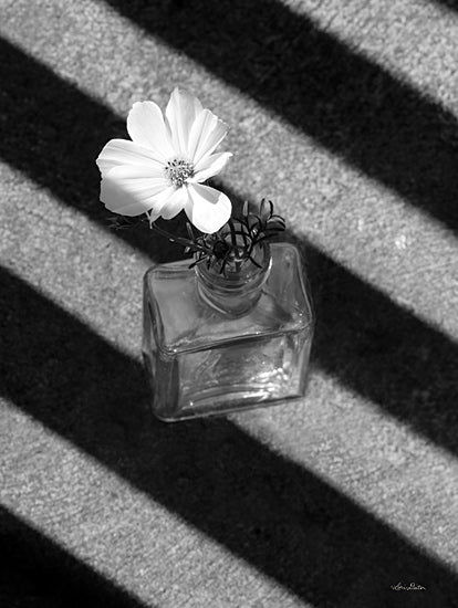 Lori Deiter LD2858 - LD2858 - Cosmos and Shadows - 12x16 Photography, Cosmos, Flower, Black & White, Shadows from Penny Lane