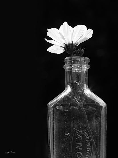 Lori Deiter LD2859 - LD2859 - Illuminated Cosmos - 12x16 Cosmos, White Flower, Flowers, Vase, Photography, Black & White from Penny Lane