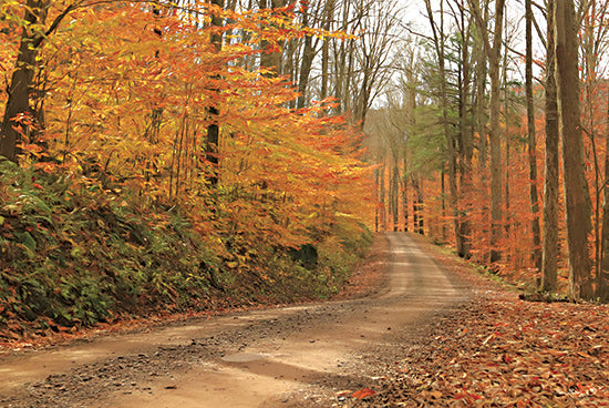 Lori Deiter LD2863 - LD2863 - Fall Beauty I   - 18x12 Fall, Paths, Landscape, Trees, Road, Photography, Country, Country Road from Penny Lane