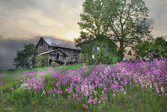 Lori Deiter LD2889 - LD2889 - Country Living - 18x12 Barn, Farm, Weathered, Wildflowers, Photography, Landscape, Rustic from Penny Lane