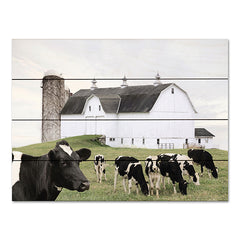 LD2891PAL - Cow Gathering - 16x12