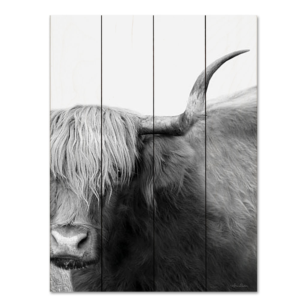 Lori Deiter LD2893PAL - LD2893PAL - Haircut Needed - 12x16 Cow, Longhorn, Photography, Portrait, Black & White from Penny Lane