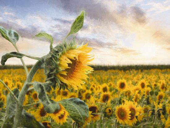 Lori Deiter Licensing LD2950LIC - LD2950LIC - Sunflower Sunrise - 0  from Penny Lane