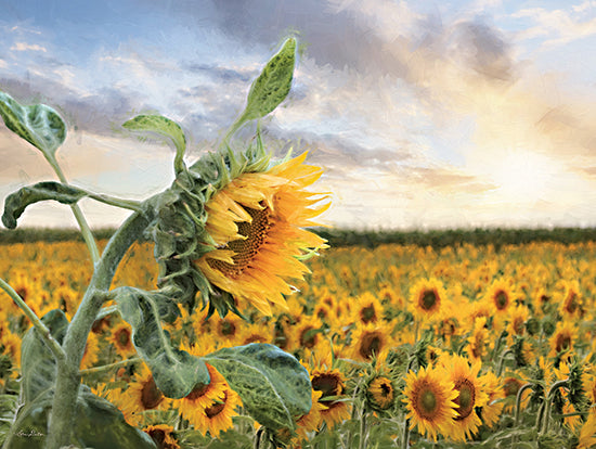 Lori Deiter LD2950 - LD2950 - Sunflower Sunrise - 16x12 Sunflowers, Sunflower Field, Fall, Autumn, Photography, Landscape from Penny Lane