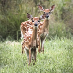 LD2951LIC - Fawns in a Field - 0