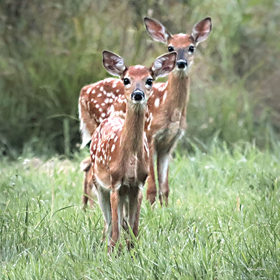 Lori Deiter LD2951 - LD2951 - Fawns in a Field - 12x12 Deer, Baby Deer, Fawns, Meadow, Photography, Wildlife from Penny Lane