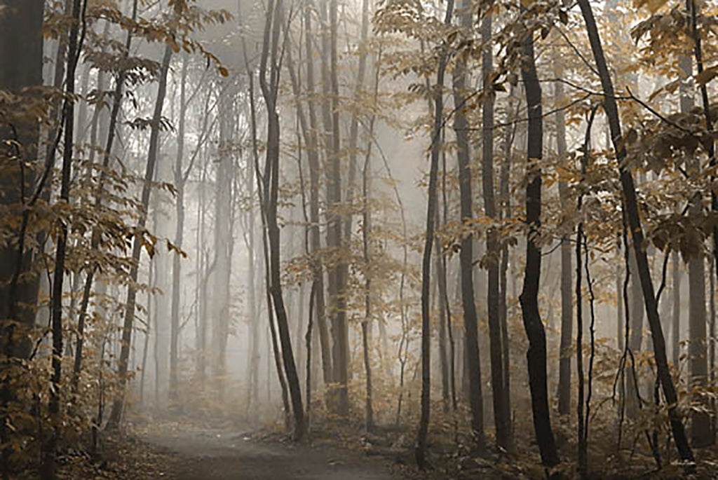 Lori Deiter Licensing LD2956LIC - LD2956LIC - Foggy Forest in Fall - 0  from Penny Lane
