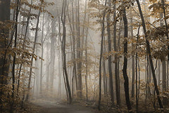 LD2956LIC - Foggy Forest in Fall - 0