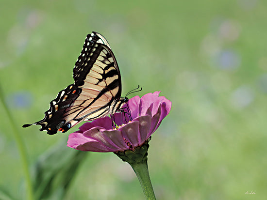 Lori Deiter LD2960 - LD2960 - Butterfly Resting Spot I - 16x12 Butterfly, Flower, Pink Flower, Photography from Penny Lane