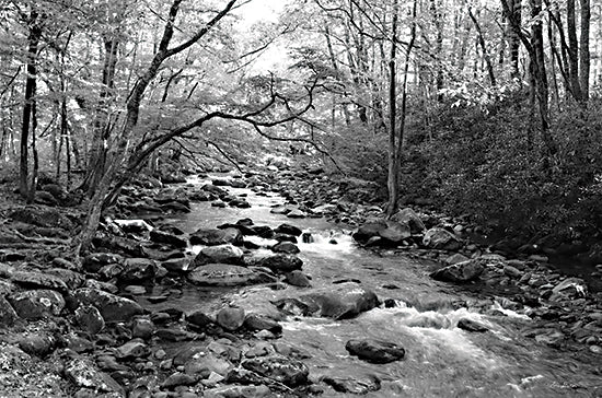 Lori Deiter LD3013 - LD3013 - Little Pigeon River I - 18x12 Photography, Little Pigeon River, River, Rocks, Trees, Landscape, Black & White, Nature from Penny Lane