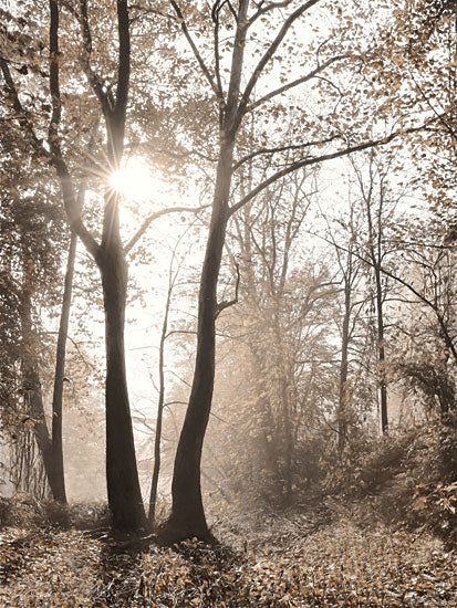 Lori Deiter LD3064 - LD3064 - Woodland Sunrise - 12x16 Forest, Trees, Sunlight, Photography, Sepia, Fall, Leaves, Woods, Landscape from Penny Lane
