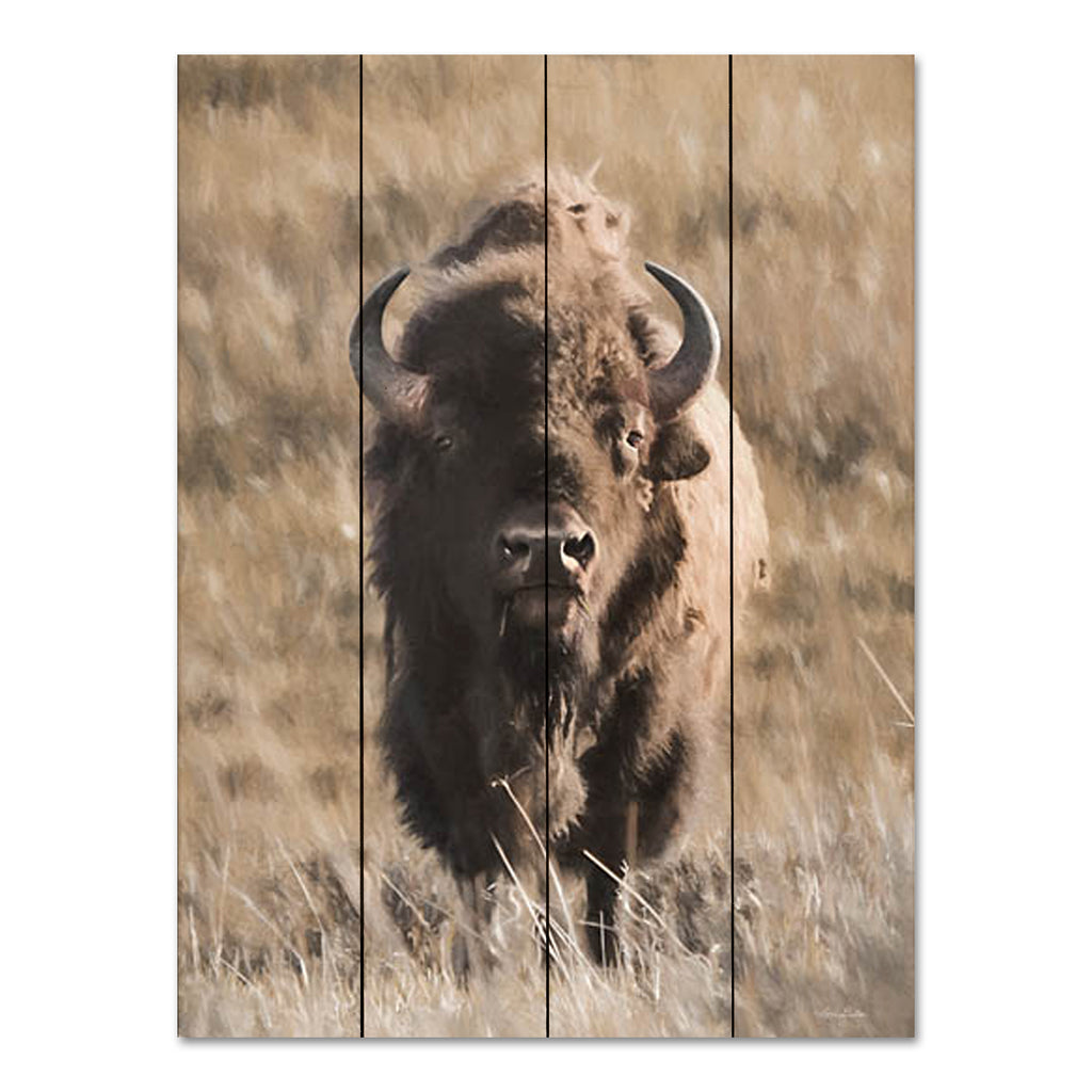 Lori Deiter LD3118PAL - LD3118PAL - Yellowstone Bison - 12x16 Bison, Wild Animal, Portrait, Photography, Field  from Penny Lane