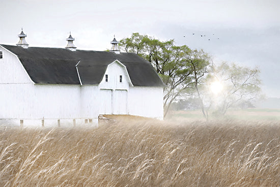 Lori Deiter LD3145 - LD3145 - Summer in the Country - 18x12 Photography, Barn, White Barn, Farm, Wheat Field, Trees, Landscape, Summer from Penny Lane