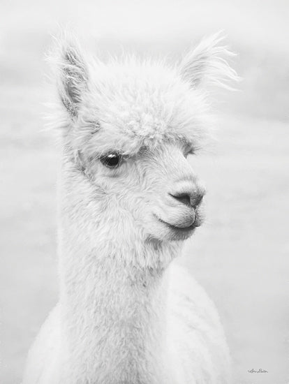 Lori Deiter LD3179 - LD3179 - Alpie the Alpaca - 12x16 Alpaca, White Alpaca, Farm Animal, Photography, Portrait from Penny Lane