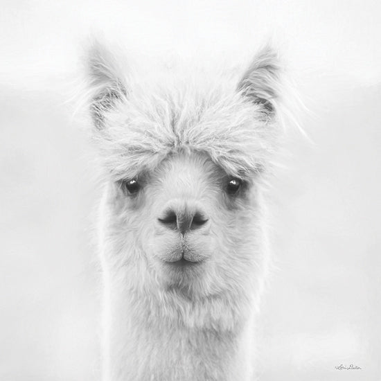 Lori Deiter LD3180 - LD3180 - Chip the Alpaca - 12x12 Alpaca, White Alpaca, Farm Animal, Photography, Portrait from Penny Lane