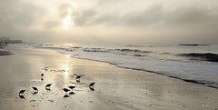 LD3184 - Sandpipers at Sunrise - 18x9